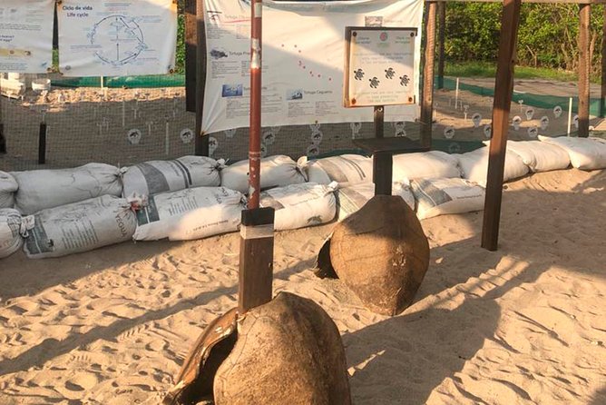 Sea Turtle Release – A Puerto Vallarta Conservation Adventure - The release at sunset: the moment you’re part of the ocean’s future
