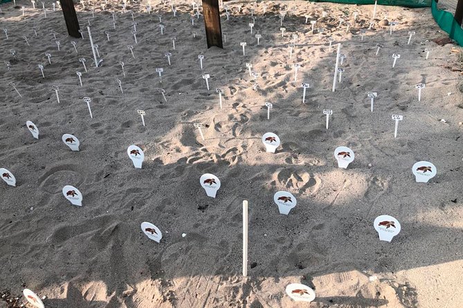 Sea Turtle Release – A Puerto Vallarta Conservation Adventure - The value question: is this worth it compared to other Puerto Vallarta activities?