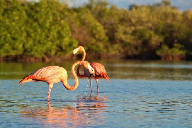 Shared mangroves kayak tour in Holbox - Entering the Yum Balam mangroves near Holbox