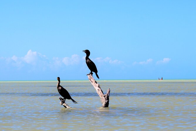 Shared mangroves kayak tour in Holbox - Wildlife spotting that rewards patience (and manages expectations)