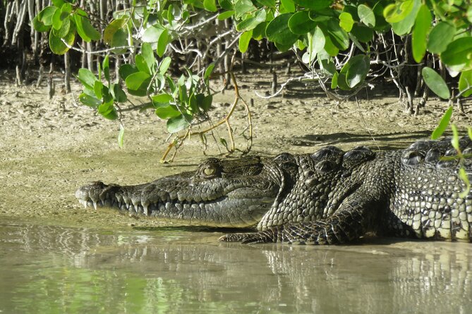 Shared mangroves kayak tour in Holbox - Small-group kayaking in practice: shared, but not chaotic