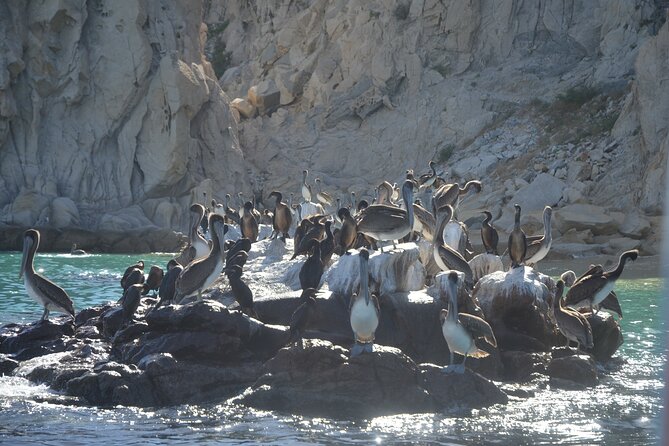 Shared Tour to the Arch of Cabo San Lucas - El Arco de Cabo San Lucas: the meeting of two oceans