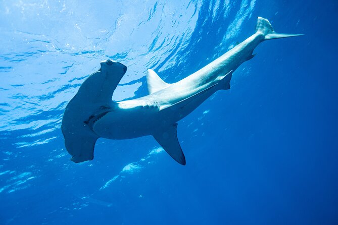 Shark Safari & Snorkel Adventure in Cabo San Lucas - Sharks, snorkel gear, and Cabo’s famous coast