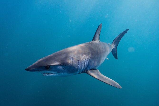 Shark Safari & Snorkel Adventure in Cabo San Lucas - Two ways to experience it: swim with sharks or observe from above