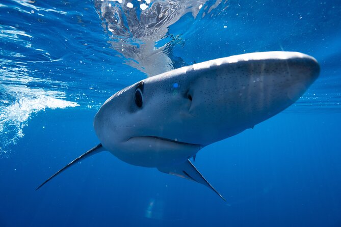 Shark Safari & Snorkel Adventure in Cabo San Lucas - Underwater photos and video: how the memories get delivered