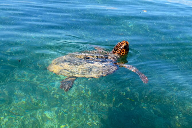 Sian Ka'an Boat Experience from Riviera Maya to Tulum - What’s Included in the $219 Price, and What You’d Otherwise Pay For