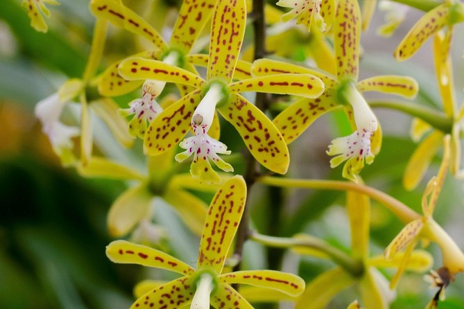 Skip the Line: Vallarta Botanical Garden Admission Ticket - Why This Garden Ticket Feels Like Real Value