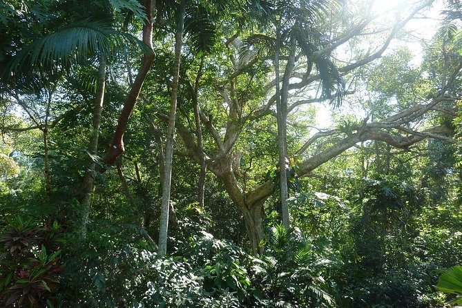 Skip the Line: Vallarta Botanical Garden Admission Ticket - Orchid Observatory: The Stop That Makes the Ticket Worth It