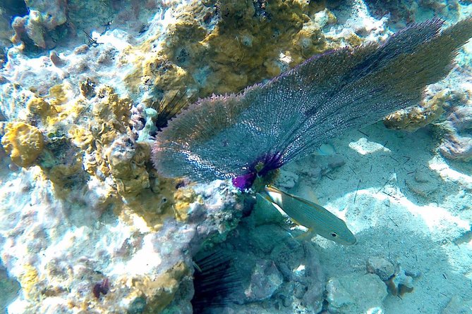 SkyReef Cozumel Snorkel & Tequila Tasting - Food and drinks that make the club portion feel worth it