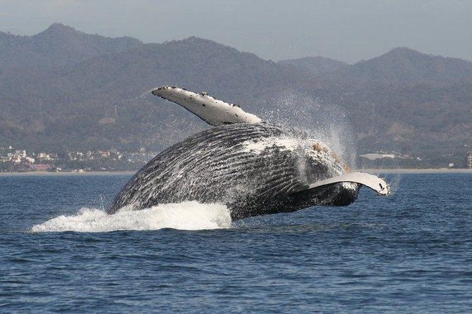 Small-Group Half-Day Whale-Watching Tour in Puerto Vallarta - Quick hits