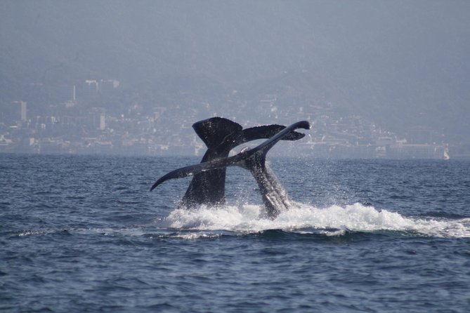 Small-Group Half-Day Whale-Watching Tour in Puerto Vallarta - Cruising Banderas Bay for humpbacks, with a guide who explains the why