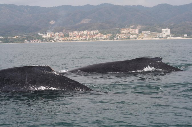 Small-Group Half-Day Whale-Watching Tour in Puerto Vallarta - What you are likely to see: breaching whales, calves, dolphins, and singing