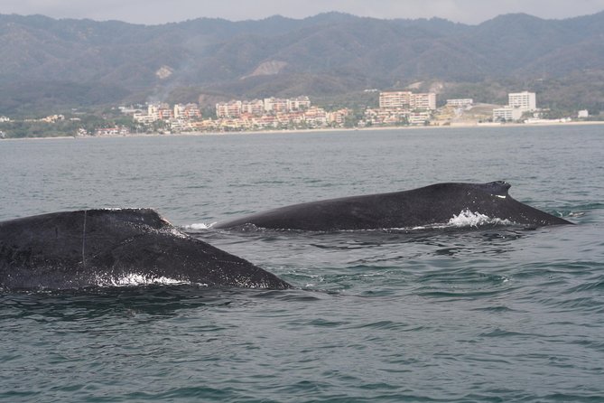 Small-Group Half-Day Whale-Watching Tour in Puerto Vallarta - The boat experience: comfortable, shaded, and built for seeing