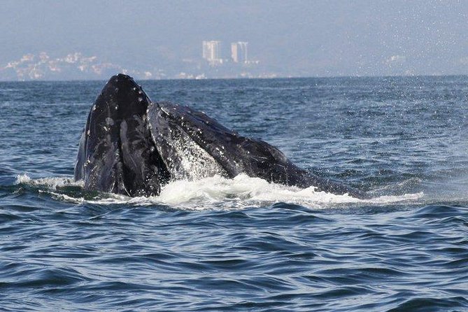 Small-Group Half-Day Whale-Watching Tour in Puerto Vallarta - Price and value: $110 plus MX$50 port tax, and a guide included