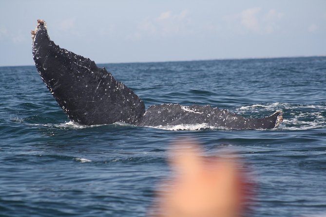 Small-Group Half-Day Whale-Watching Tour in Puerto Vallarta - The search strategy: follow whales respectfully, not randomly