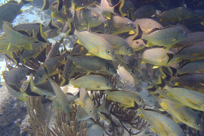 Small-Group Mesoamerican Barrier Reef Snorkeling in Puerto Morelos - Price and Value: What $45 Buys You on the Reef