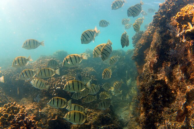 Small-Group Snorkel Adventure in San Jose del Cabo - Included Gear, Snacks, Water, and the Photo Advantage