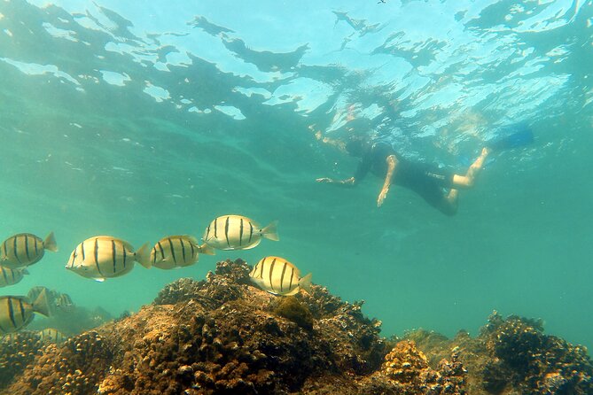 Small-Group Snorkel Adventure in San Jose del Cabo - Guides Matter: Why the Name Brands Here Are People