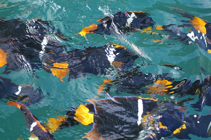 Small Group Snorkeling in Los Arcos, Puerto Vallarta - Who This Tour Fits Best (And Who Should Skip It)