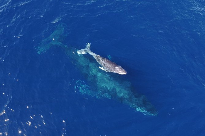 SMALL GROUP Whale Watch | Cabo San Lucas | Biologist | FREE Pics - El Arco, Lovers Beach, Pelican Rock: the bay stops that set expectations