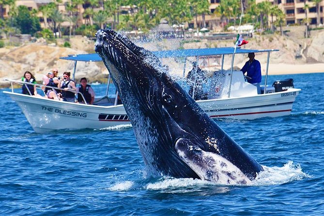 SMALL GROUP Whale Watch | Cabo San Lucas | Biologist | FREE Pics - When you hear humpbacks via hydrophone
