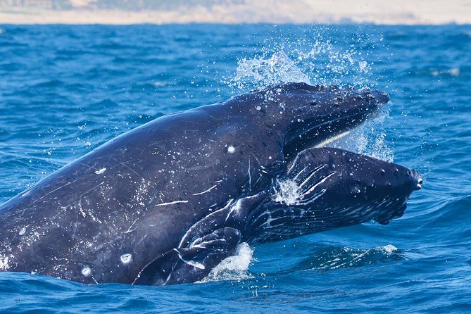 SMALL GROUP Whale Watch | Cabo San Lucas | Biologist | FREE Pics - The itinerary, stop-by-stop: what you actually get in 2.5 hours