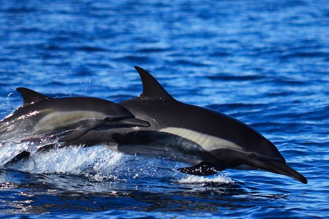 SMALL GROUP Whale Watch | Cabo San Lucas | Biologist | FREE Pics - Responsible whale watching, and what it means for you