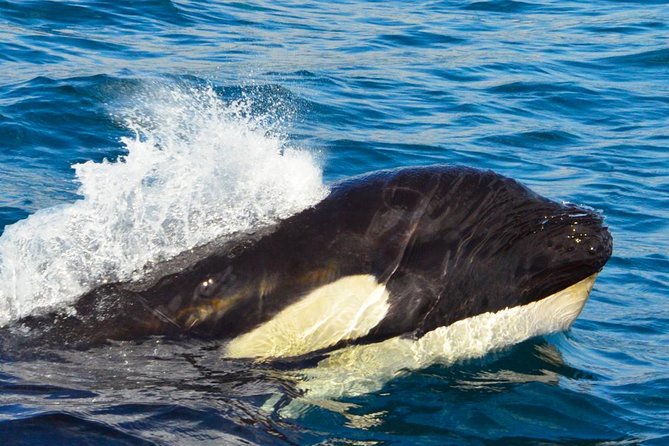 SMALL GROUP Whale Watch | Cabo San Lucas | Biologist | FREE Pics - Seasickness, rough water, and what to pack