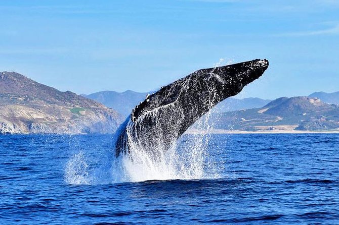 SMALL GROUP Whale Watch | Cabo San Lucas | Biologist | FREE Pics - Marine biologist guides and why the group size is the real upgrade