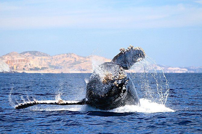 Small-Group Whale Watching Zodiac Boat Cruise in Cabo San Lucas - Cabo’s Whale Watch Route, starting at El Arco