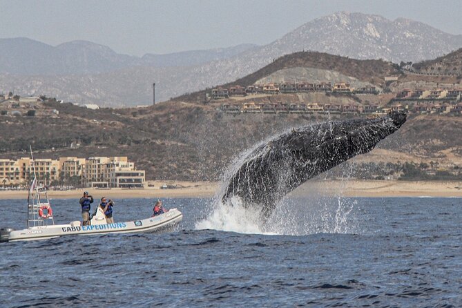 Small-Group Whale Watching Zodiac Boat Cruise in Cabo San Lucas - What the ride feels like, and who should think twice