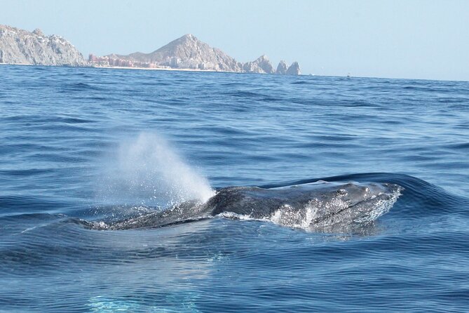 Small-Group Whale Watching Zodiac Boat Cruise in Cabo San Lucas - Photo time, sea time, and how to actually get good shots