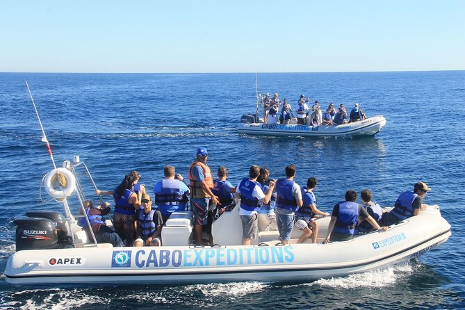 Small-Group Whale Watching Zodiac Boat Cruise in Cabo San Lucas - Price, the dock fee, and where the real value is