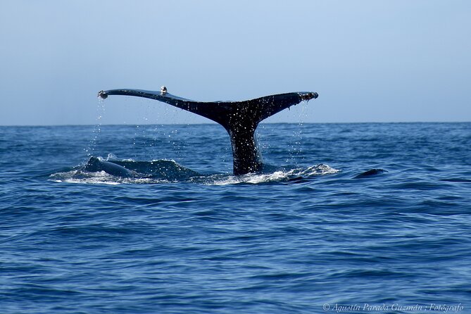 Small-Group Whale Watching Zodiac Boat Cruise in Cabo San Lucas - Meeting point and the no-pickup reality