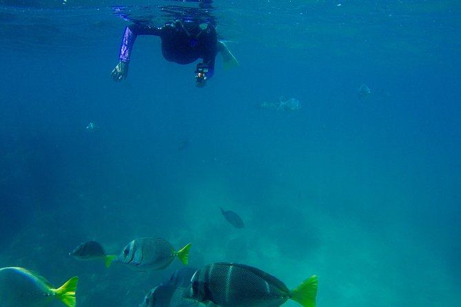 Snorkel Adventure and Hike to a Hidden Beach - Snorkeling the reef: what you are likely to see