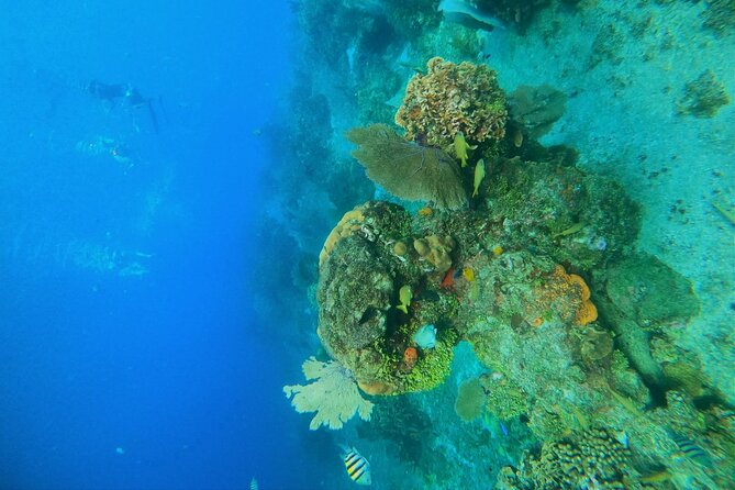 Snorkel along the coast, explore two reefs by Chivis del Mar - Dzul-Ha Reef: coral detail and another round of photo time