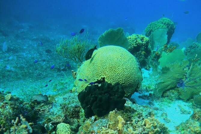 Snorkel along the coast, explore two reefs by Chivis del Mar - Walk, taxi, and time plans from cruise ports and Playa del Carmen