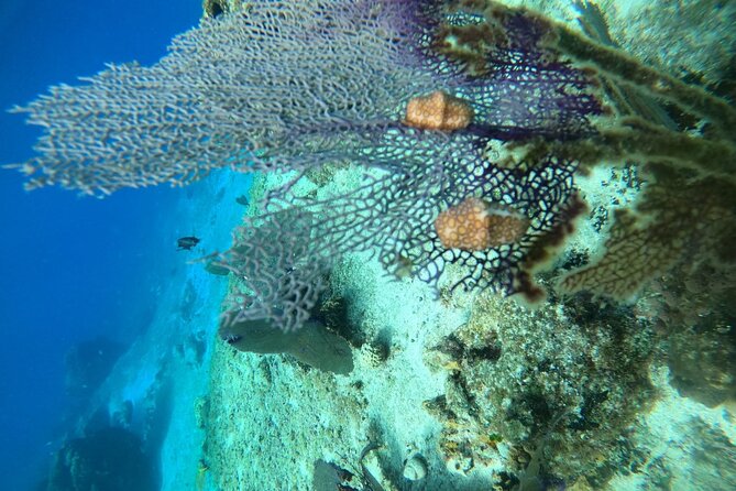 Snorkel along the coast, explore two reefs by Chivis del Mar - Small group feel in the water: who this tour fits best