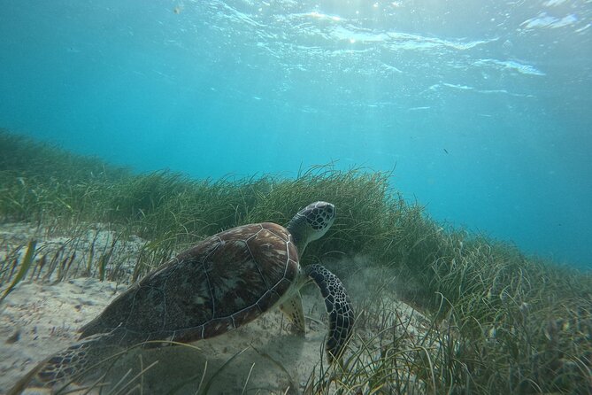 Snorkel at the Reef 2 HOURS Puerto Morelos National park - Meeting at Lighthouse Tours, then settling into the small boat