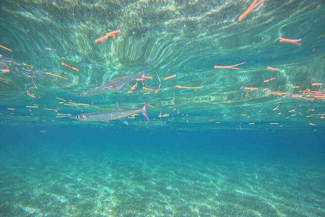 Snorkel at the Reef 2 HOURS Puerto Morelos National park - The reef snorkeling stop: what you can realistically expect to see