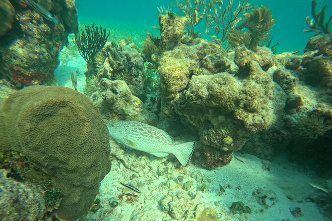 Snorkel at the Reef 2 HOURS Puerto Morelos National park - Guides on the water: friendly coaching that changes your experience