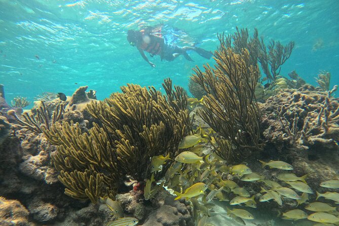 Snorkel at the Reef 2 HOURS Puerto Morelos National park - How the 2 hours play out in real life