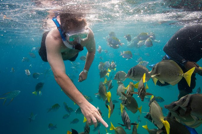 Snorkel & Explore Pelican Rock by Glass Boat + Photos - Who this tour suits best, and who might want to rethink it