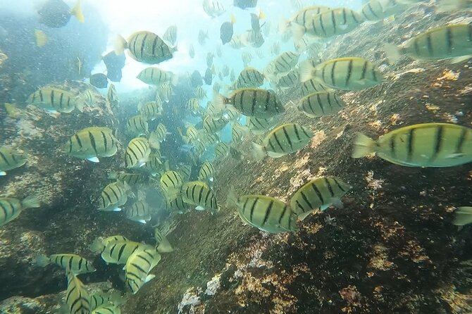 Snorkel Privately in Cabo San Lucas - Snorkeling Gear, Water Time, and the Ladder That Matters