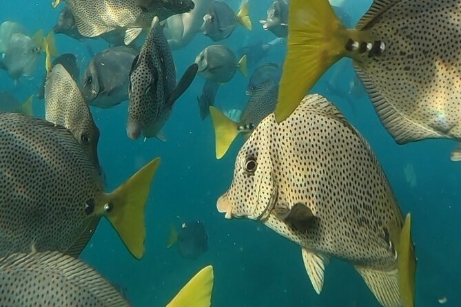 Snorkel & Sunset Sail in Cabo San Lucas - Should you book the Snorkel and Sunset Sail in Cabo?