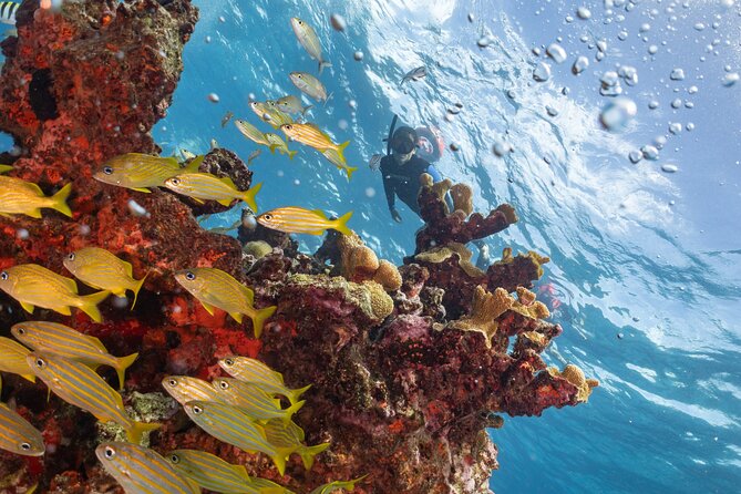 Snorkel Tour at Musa and Manchones Reef - Where You Meet and How the Timing Usually Feels