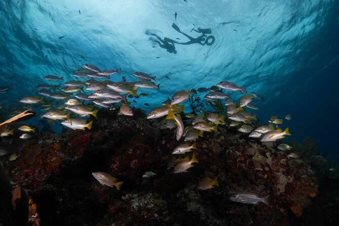 Snorkel Tour at Musa and Manchones Reef - Manchones Natural Reef: Fish, Corals, and That Turquoise Water Feeling