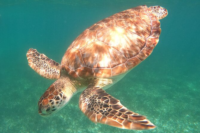 Snorkel Tour on the Costa Maya with experienced Guid - Key things I’d bank on