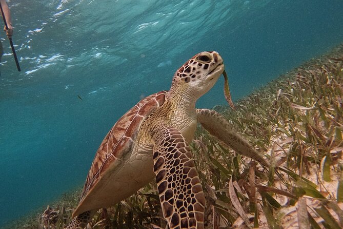 Snorkel Tour on the Costa Maya with experienced Guid - After the Snorkel: Camastros, Kayaks, and Paddle Boards