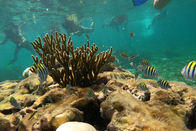 Snorkel Tour on the Costa Maya with experienced Guid - Price and Value: Why $36 Feels Fair for What’s Included